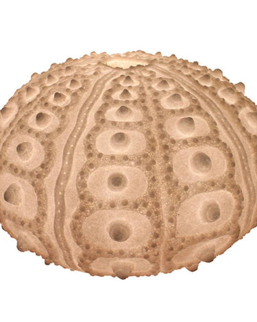 Lámpara de mesa de arenisca blanca con textura de erizo · vista 4