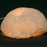 Lámpara de sobremesa Galaxy Coral de arenisca