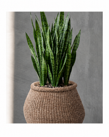 Macetero de hormigón marrón con textura trenzada de Bazar Bizar, con una planta de hojas verticales