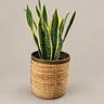 Macetero de mimbre con borde dorado, 29 cm — macetero con planta como ambientación