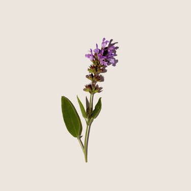 Rama de salvia con hojas verdes y flores violetas sobre fondo beige.