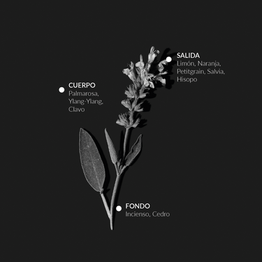 Infografía del Agua de Salvia con una rama y las notas aromáticas de salida, cuerpo y fondo.